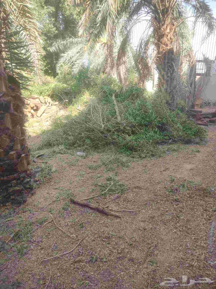 Tree Trimming64422771426050112