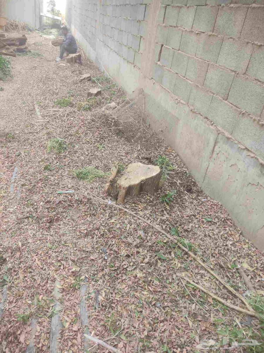 Tree Trimming64422771426050114