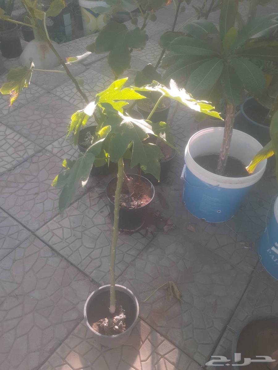 زراعه اشجار نخل نجيل.قص.تزيين.تقليم.تكريب نخل.تاذيب.رش64422755882498111