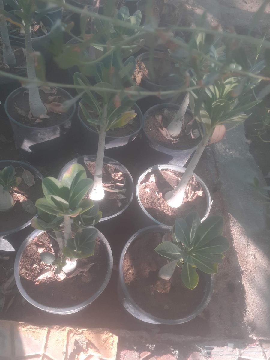 زراعه اشجار نخل نجيل.قص.تزيين.تقليم.تكريب نخل.تاذيب.رش64422755882498112