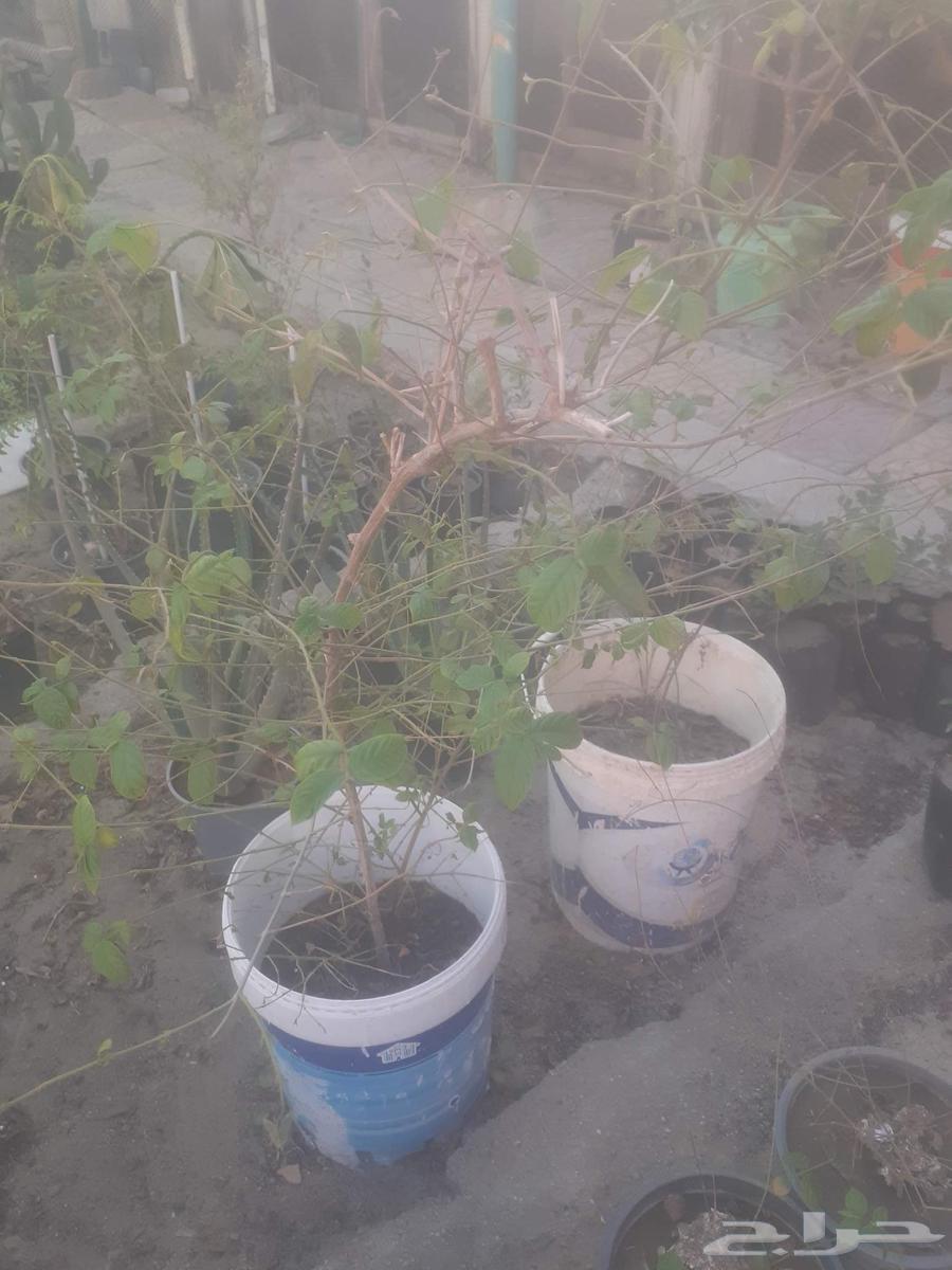 زراعه اشجار نخل نجيل.قص.تزيين.تقليم.تكريب نخل.تاذيب.رش64422755882498110