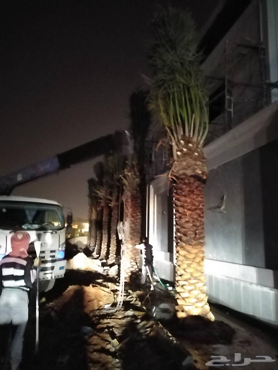 نقل نخل واشنطني قشع وازاله نخل وقص اشجار وترحيل مخلفات64422958988801112
