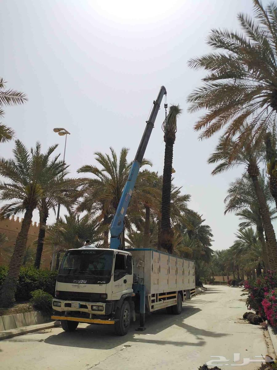نقل نخل واشنطني قشع وازاله نخل وقص اشجار وترحيل مخلفات64422958988801114