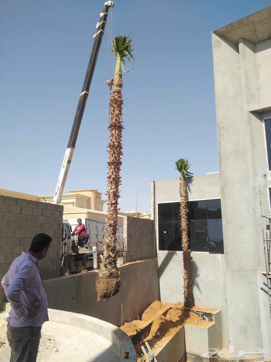 نقل نخل واشنطني قشع وازاله نخل وقص اشجار وترحيل مخلفات64422958988801111