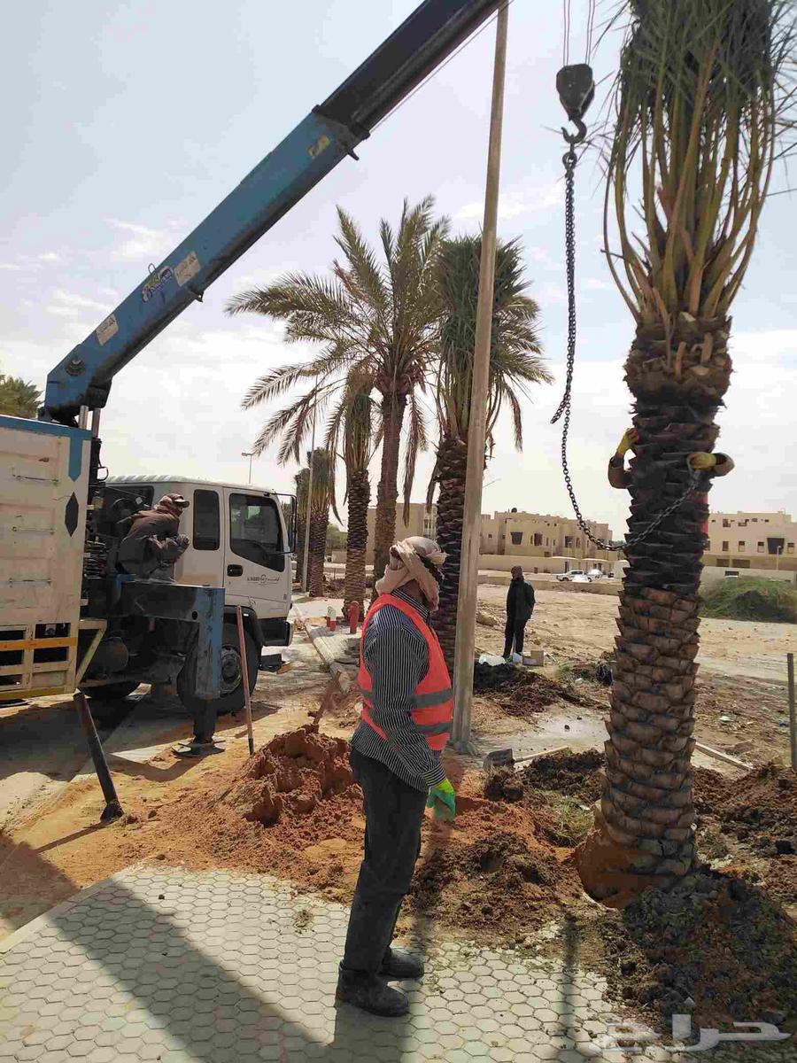 نقل نخل واشنطني قشع وازاله نخل وقص اشجار وترحيل مخلفات64422958988801113