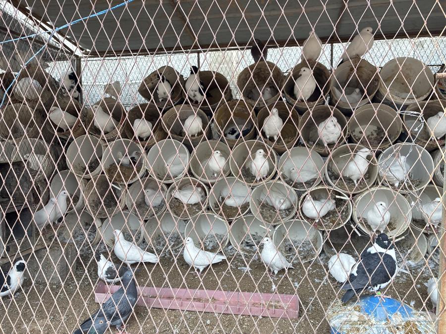 للبيع حمام فرنسي سوبر جامبو64422771143298110