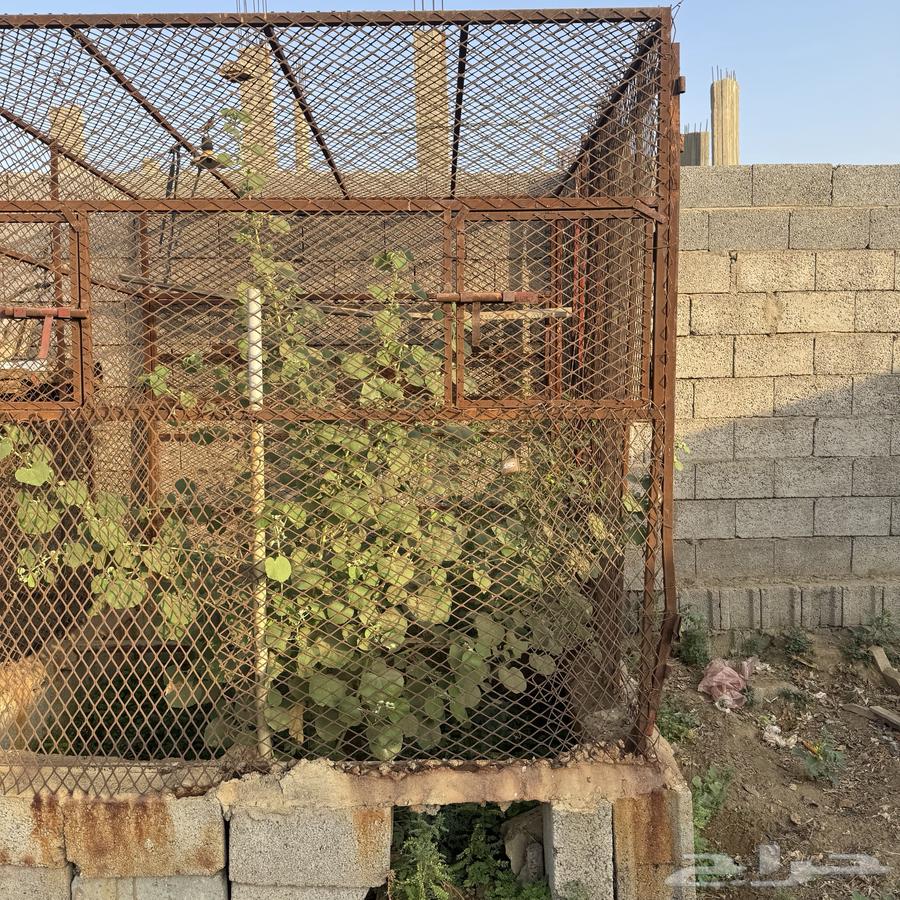 شبك للبيع64403901538307111