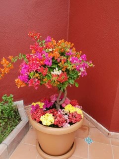 تنسيق حدائق بجميع انواع الشتلات الزراعيه64403915961730113