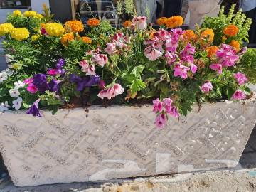 تنسيق حدائق بجميع انواع الشتلات الزراعيه64403915961730114