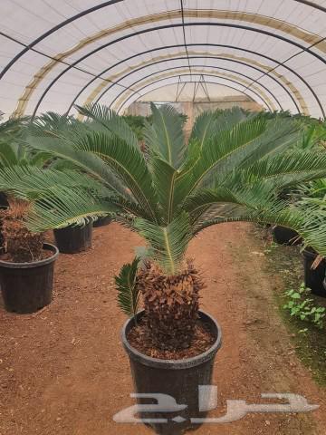 تنسيق حدائق بجميع انواع الشتلات الزراعيه64403915961730112