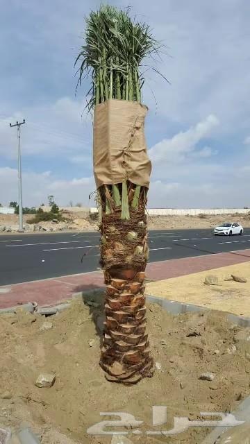 There are all types of fruit-bearing palm trees and ornamental palms for sale in various types64422788151426110