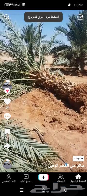 There are all types of fruit-bearing palm trees and ornamental palms for sale in various types64422788151426111