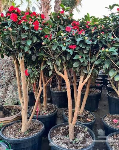 Mohamed's Nursery for Upper Egyptians64422912598529114