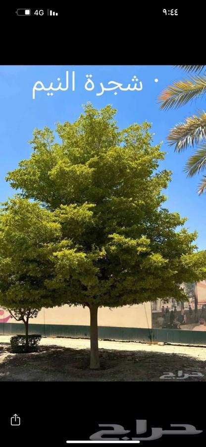 Mohamed's Nursery for Upper Egyptians64422912598529110