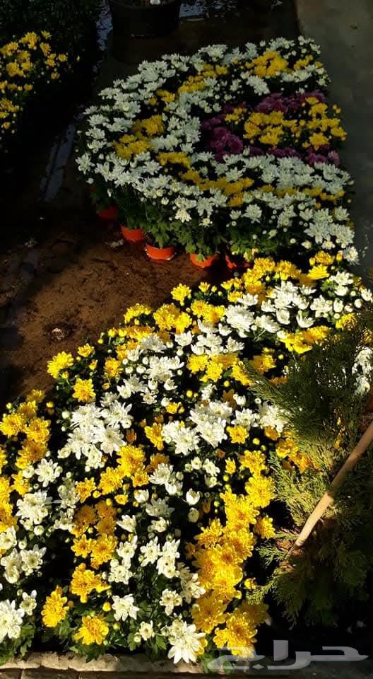 Mohamed's Nursery for Upper Egyptians64422912598529113