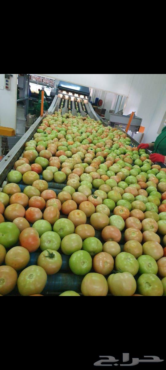 توريد جميع الخضروات من دوله المغرب لكل دول الخليج العربي64422895785473110