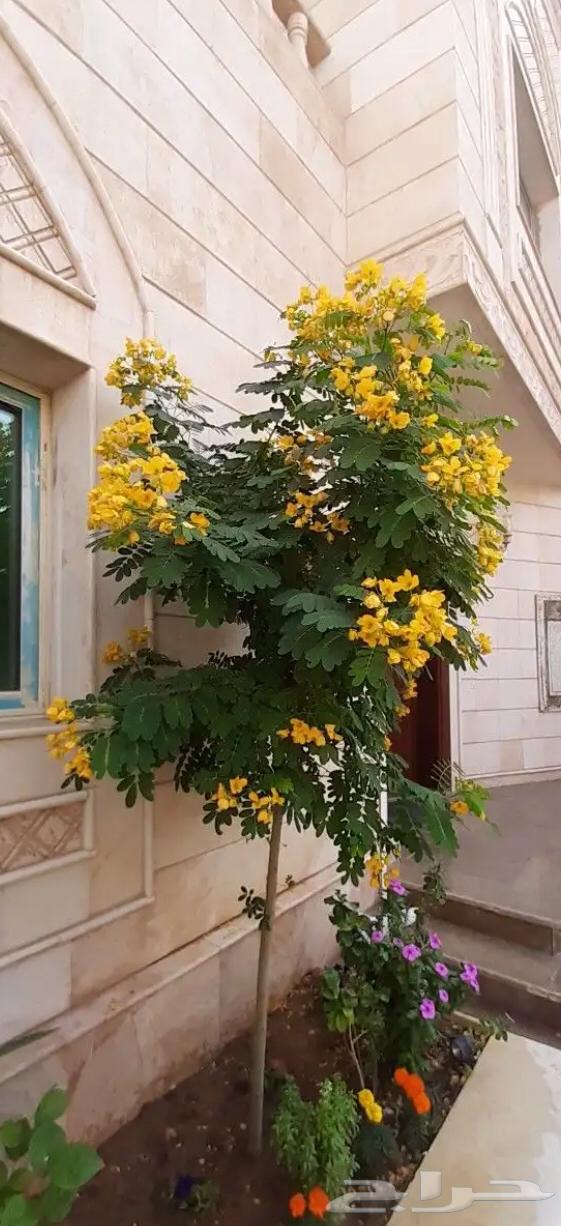 تنسيق الحدائق64422739532035114