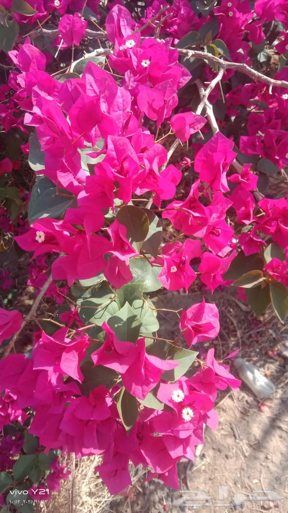 تنسيق حدائق بجميع انواع الشتلات الزراعيه64403915961730110