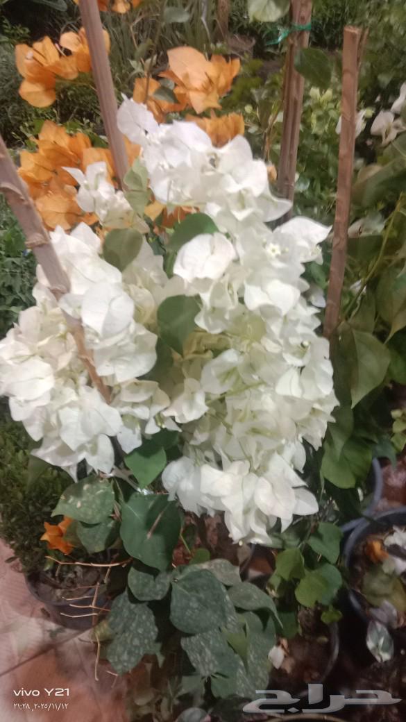 تنسيق حدائق بجميع انواع الشتلات الزراعيه64403915961730111