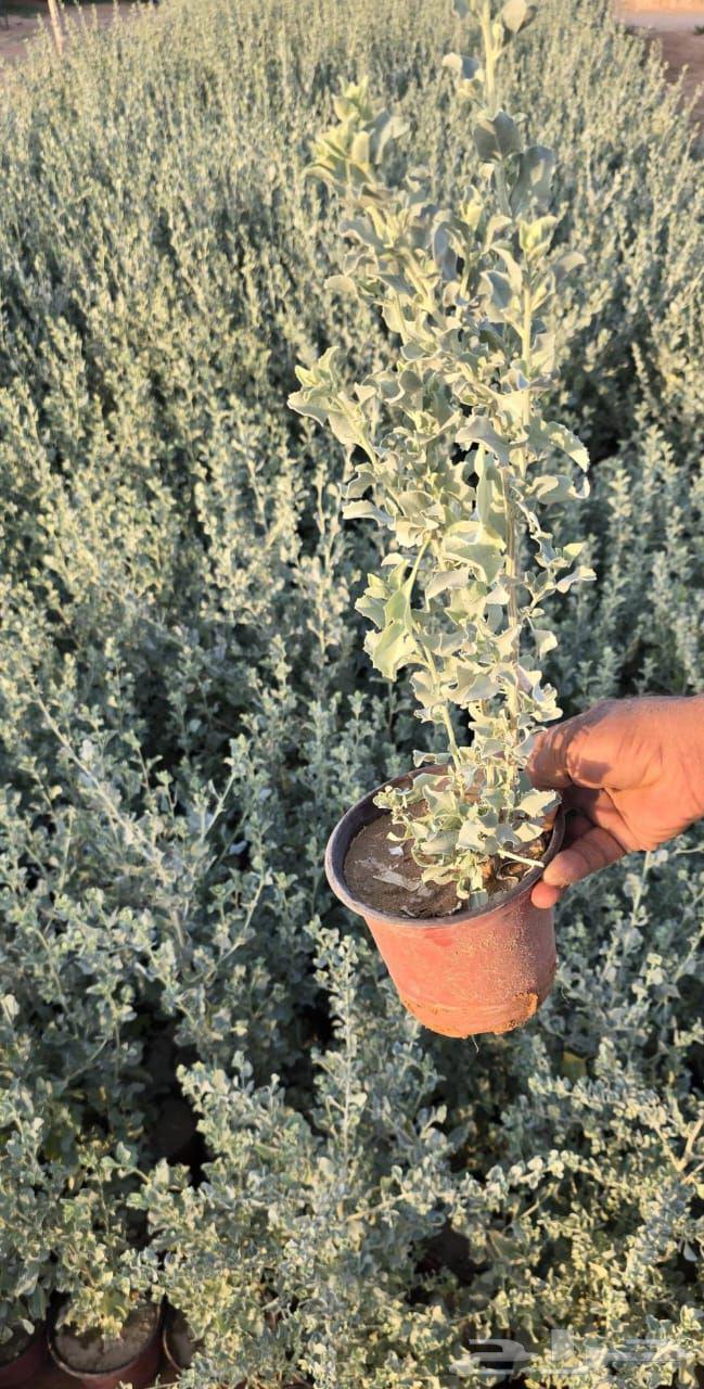 Landscape and irrigation network design by Engineer Abu Al-Hassan, supply and installation64422975309570114