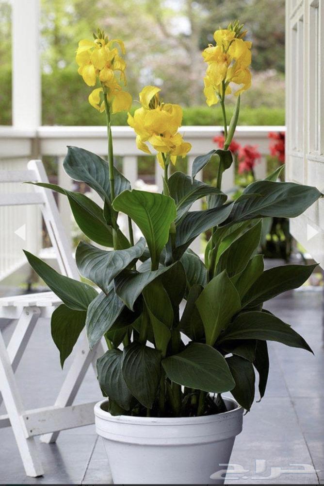 زراعه اشجار نخل نجيل.قص.تزيين.تقليم.تكريب نخل.تاذيب.رش64422755882498113