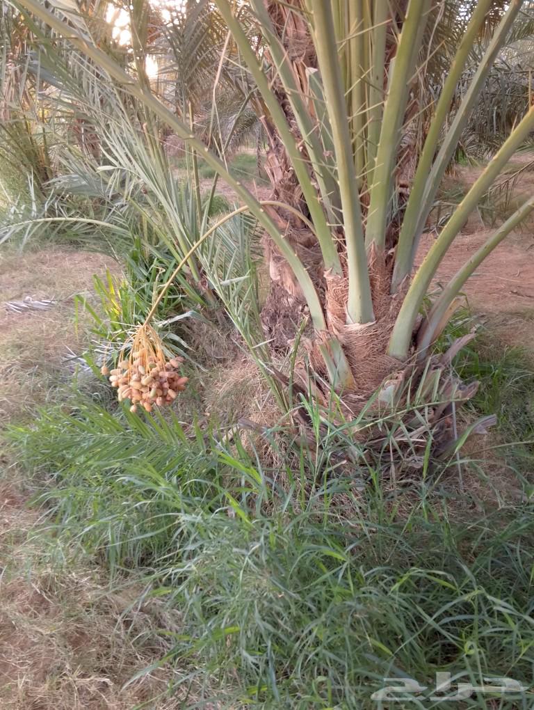 There are all types of fruit-bearing palm trees and ornamental palms for sale in various types64422788151426114