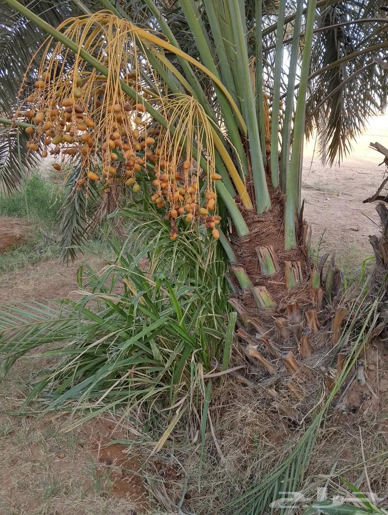 There are all types of fruit-bearing palm trees and ornamental palms for sale in various types64422788151426113