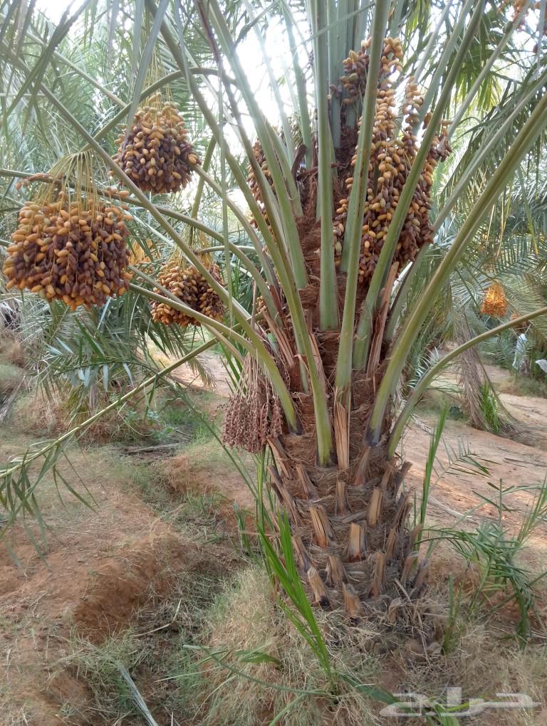 There are all types of fruit-bearing palm trees and ornamental palms for sale in various types64422788151426112