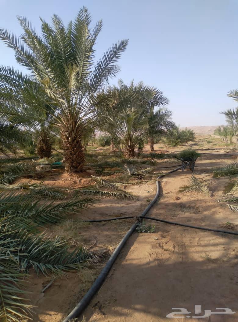 تكريب النخل واشغال النخل والأشجار نقل غرايس فروخ64422723340419111