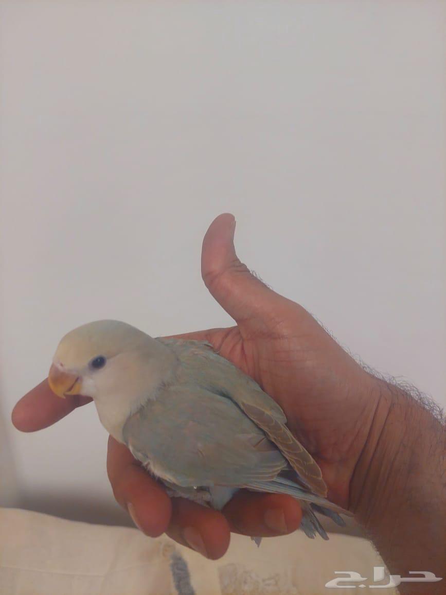 فندقة طيور64422896444673114