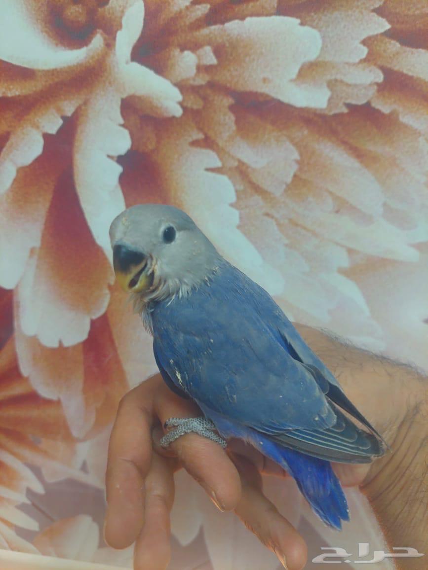 فندقة طيور64422896444673113