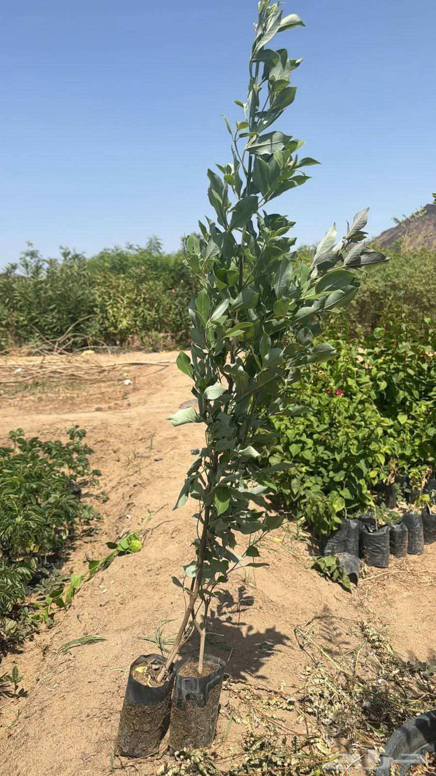 Landscape and irrigation network design by Engineer Abu Al-Hassan, supply and installation64422975309570113