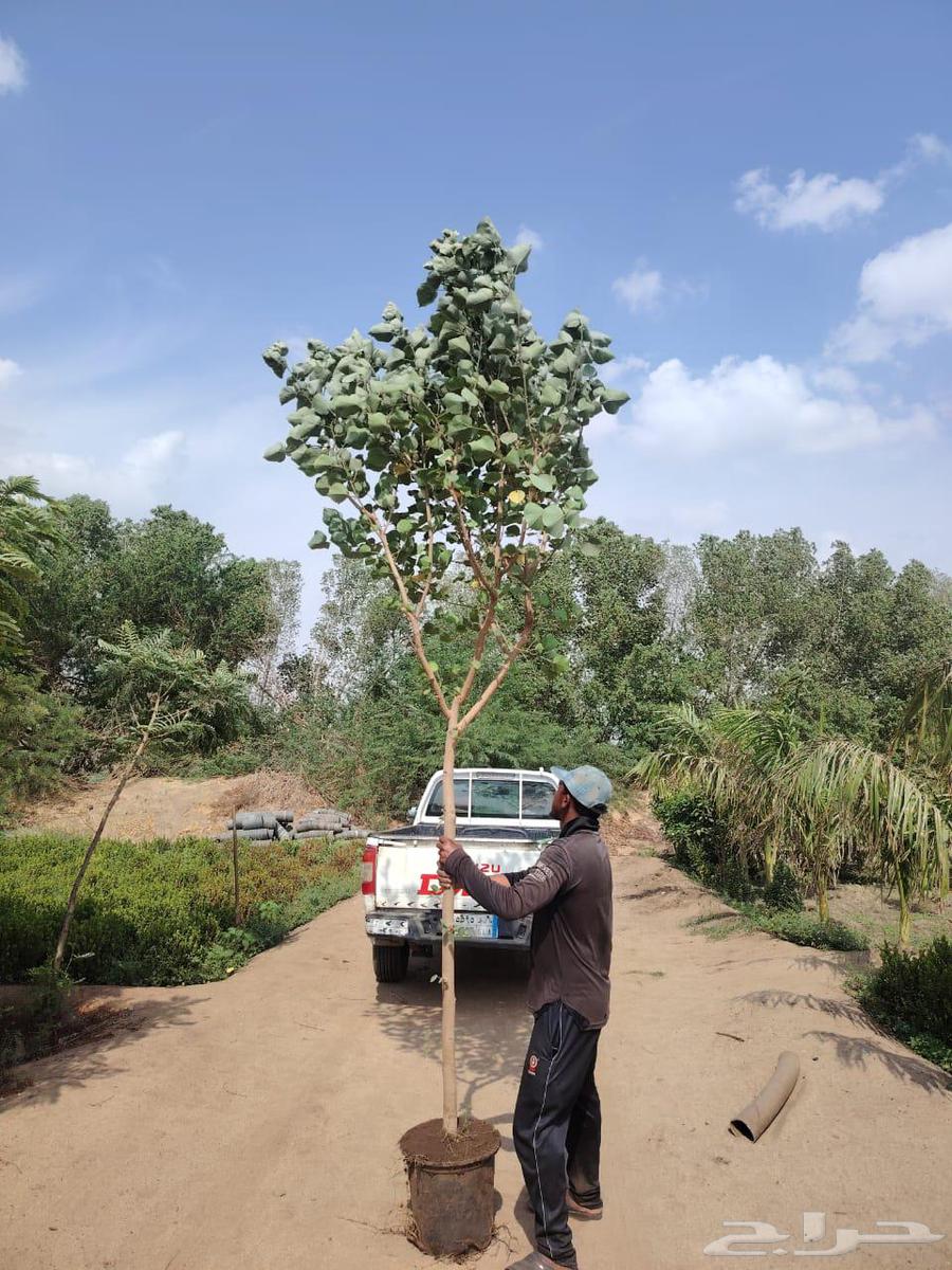 Landscape and irrigation network design by Engineer Abu Al-Hassan, supply and installation64422975309570110