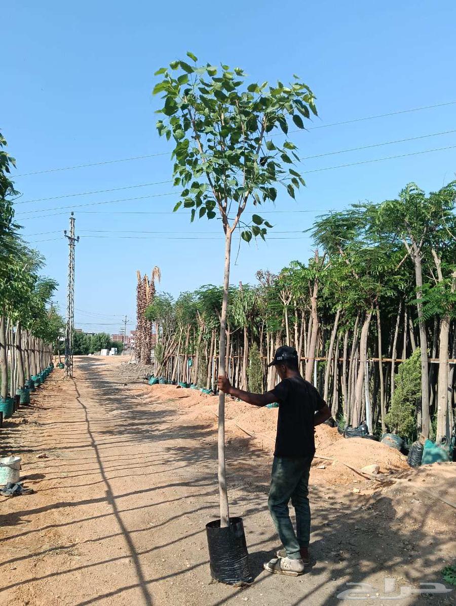 Landscape and irrigation network design by Engineer Abu Al-Hassan, supply and installation64422975309570112