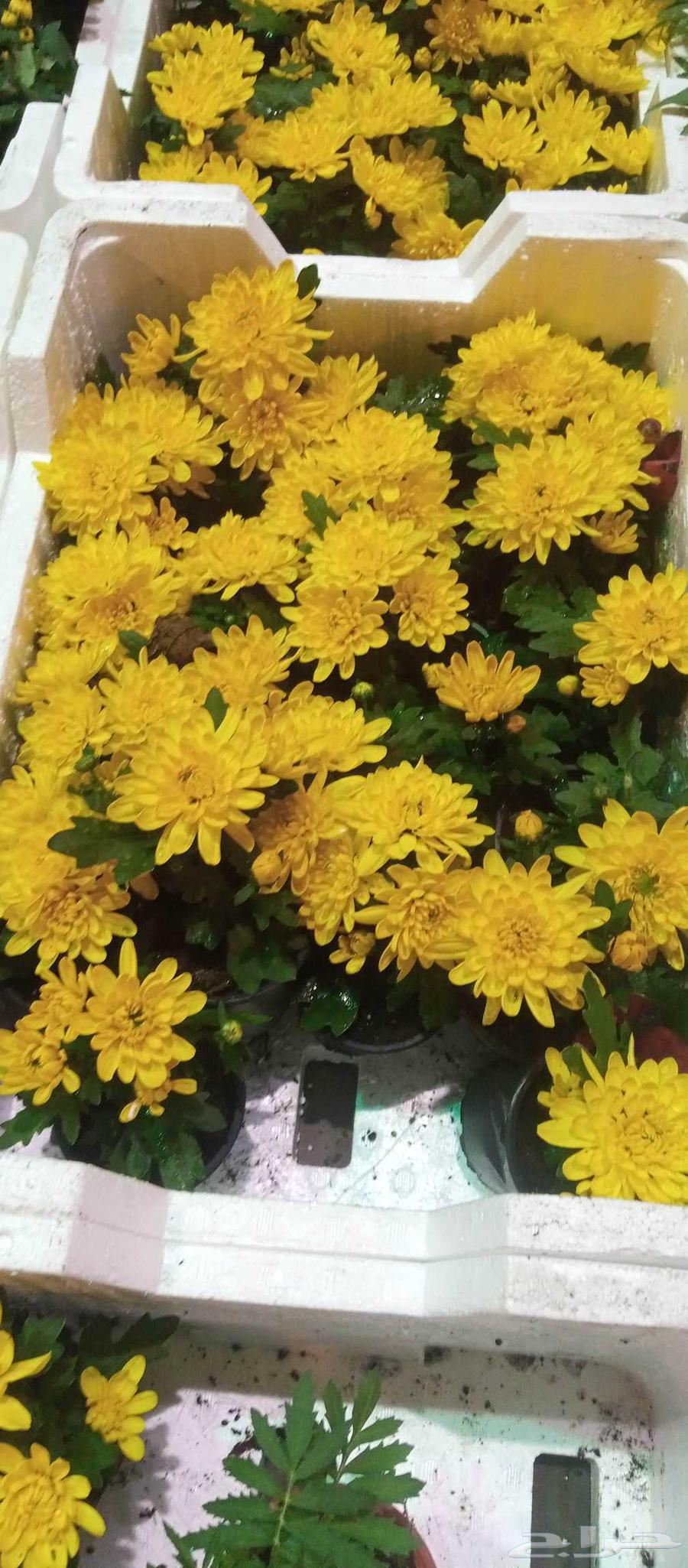 مزار في الرياض قص الشجار64423005260675113