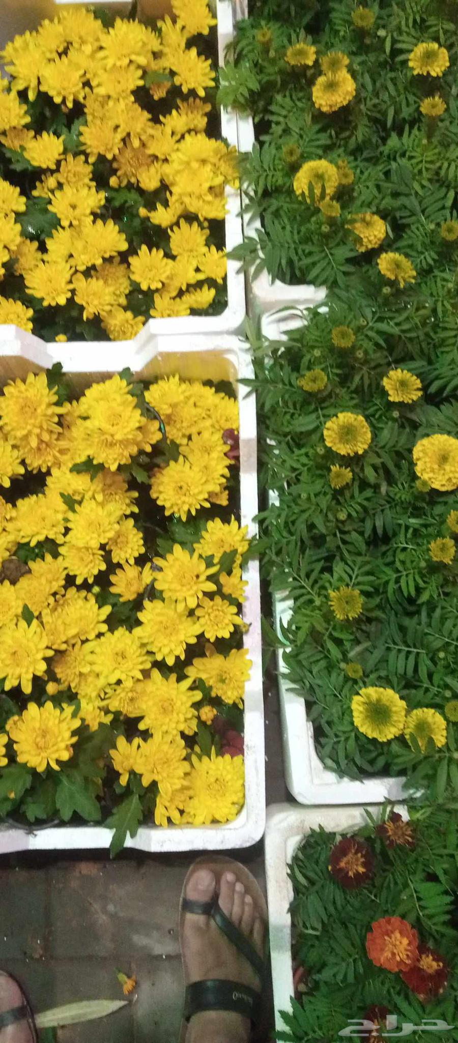 مزار في الرياض قص الشجار64423005260675112