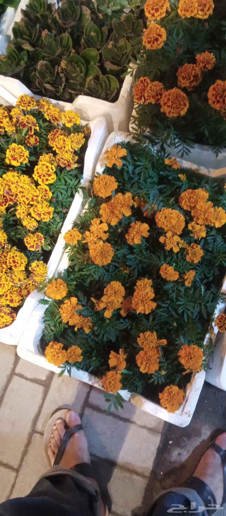 مزار في الرياض قص الشجار64423005260675110