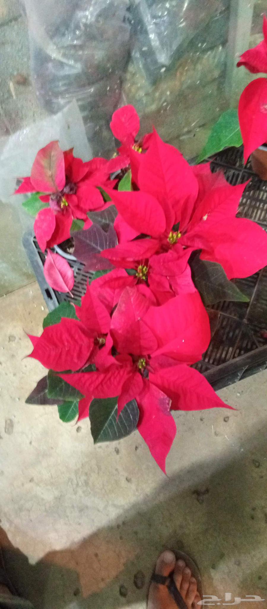 مزار في الرياض قص الشجار64423005260675111