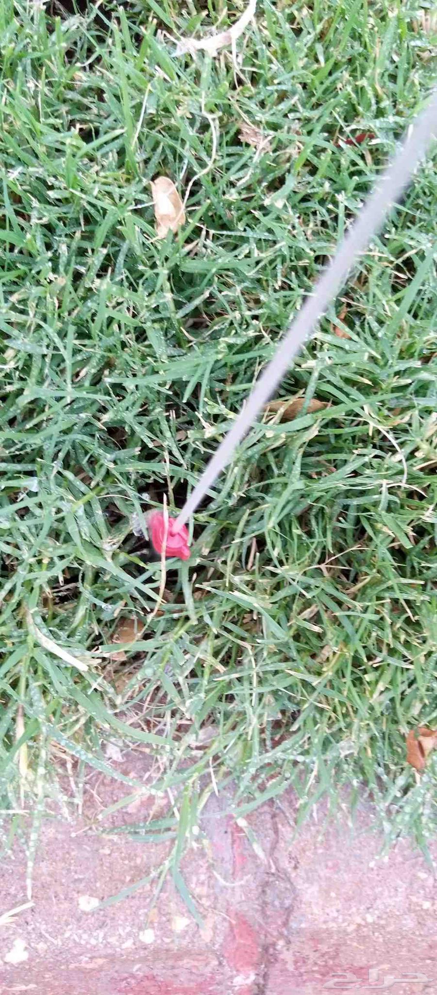 مزار في الرياض قص الشجار64423005260675114