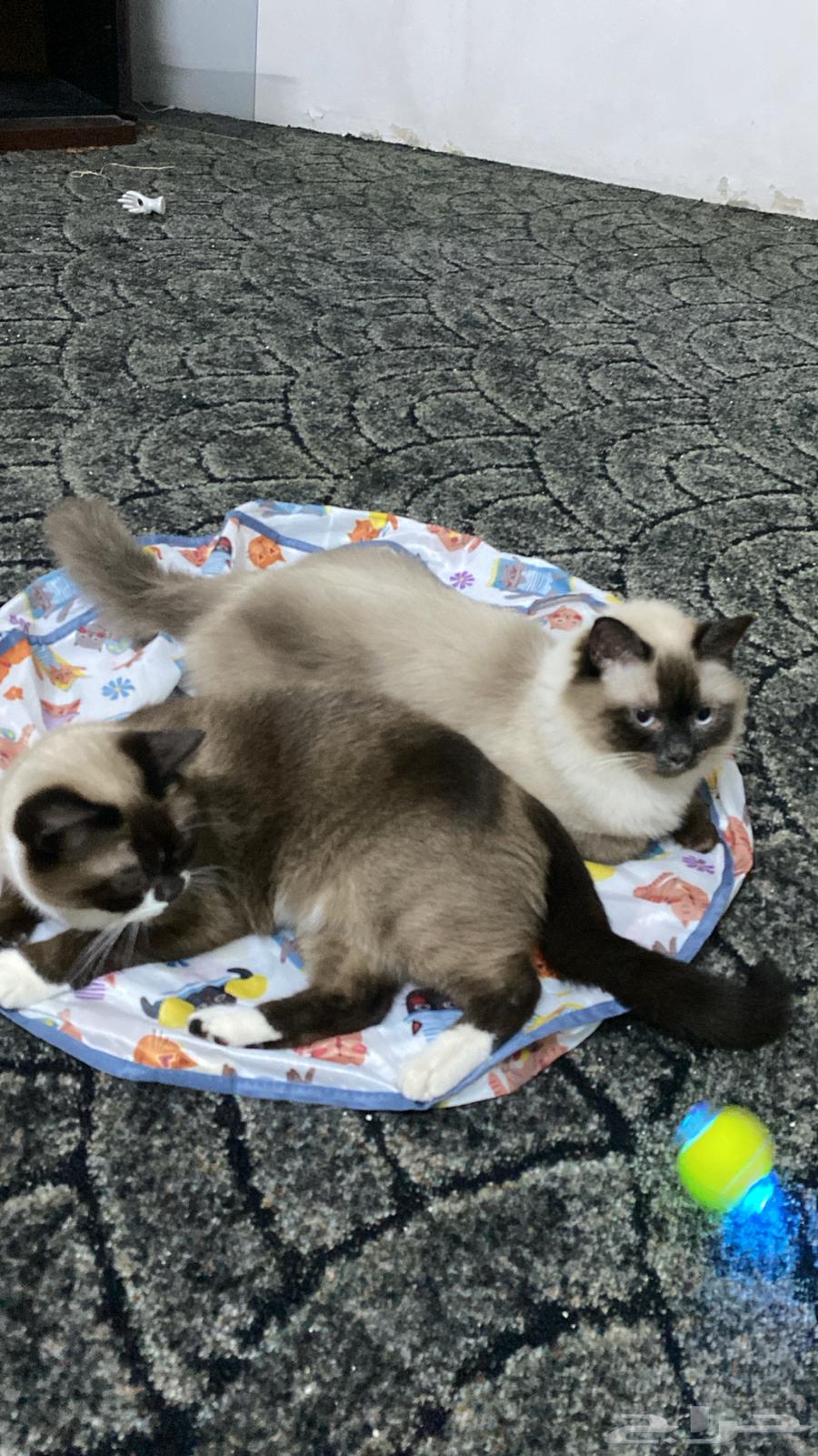 CAT HOTEL IN JEDDAH فندقة قطط بجدة64423307807746112