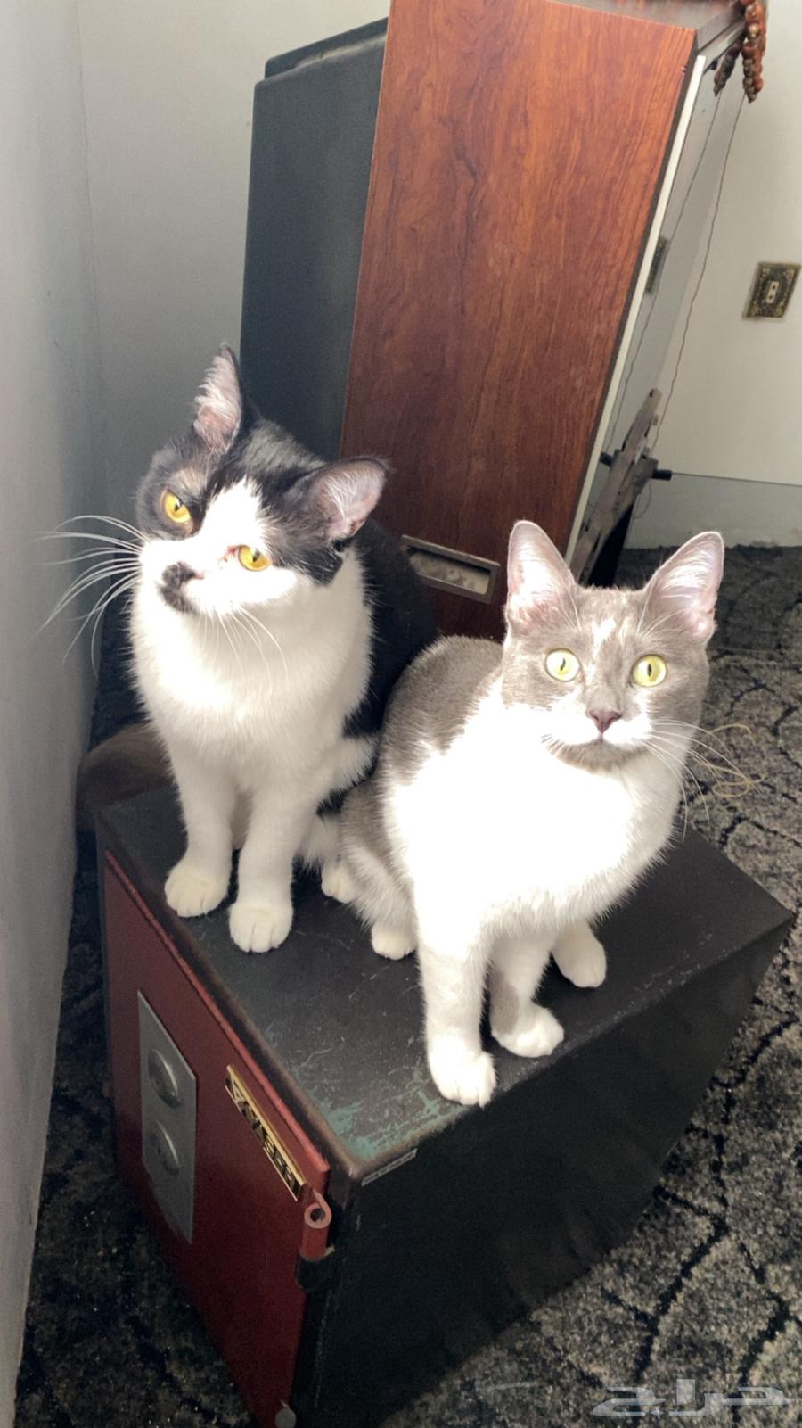 CAT HOTEL IN JEDDAH فندقة قطط بجدة64423307807746110