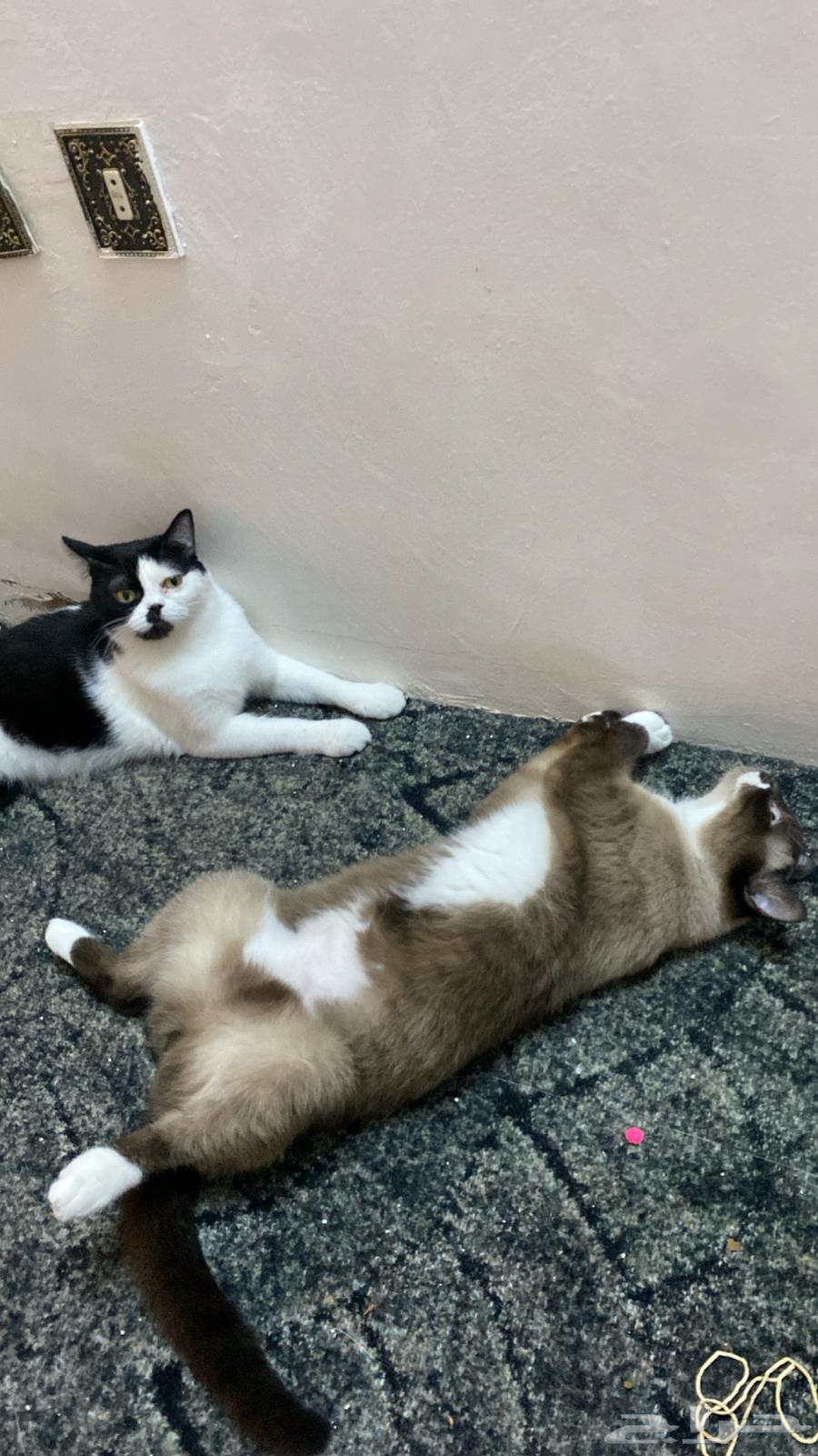 CAT HOTEL IN JEDDAH فندقة قطط بجدة64423307807746111