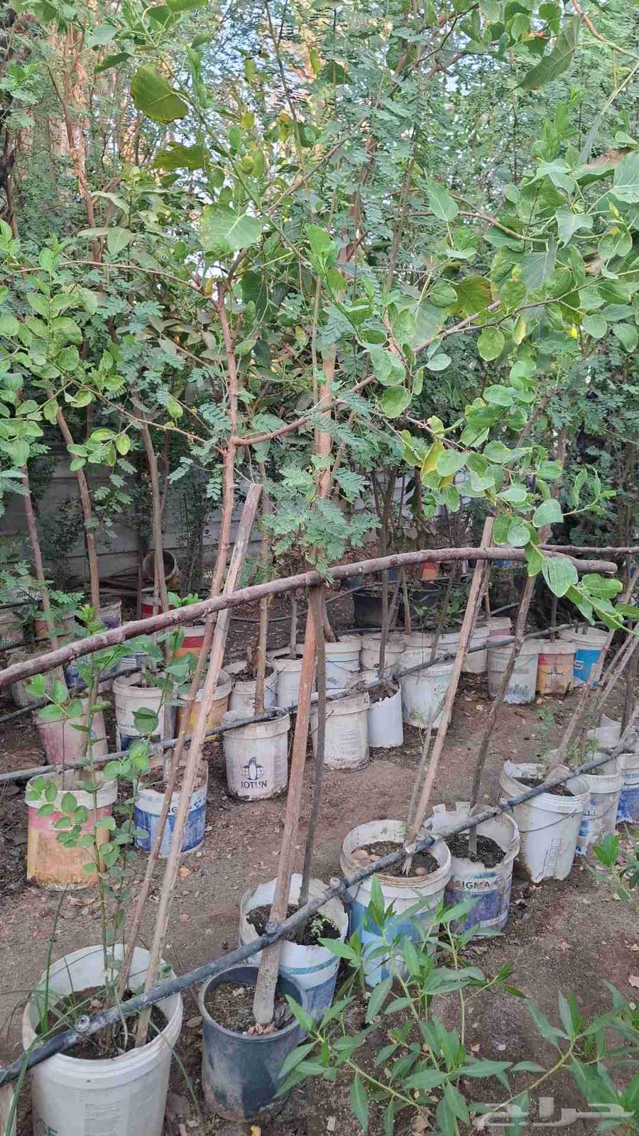 زراعه الاشجار الطبيعي والنباتات والزهور64423213014529113