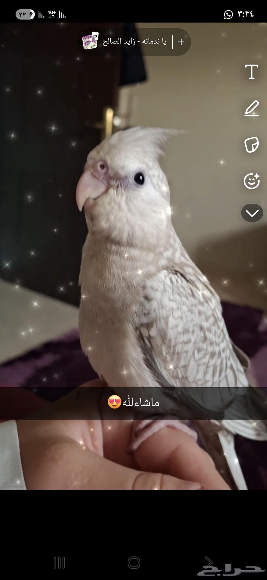 كوكو مفقود بضاحيه64423228812547110