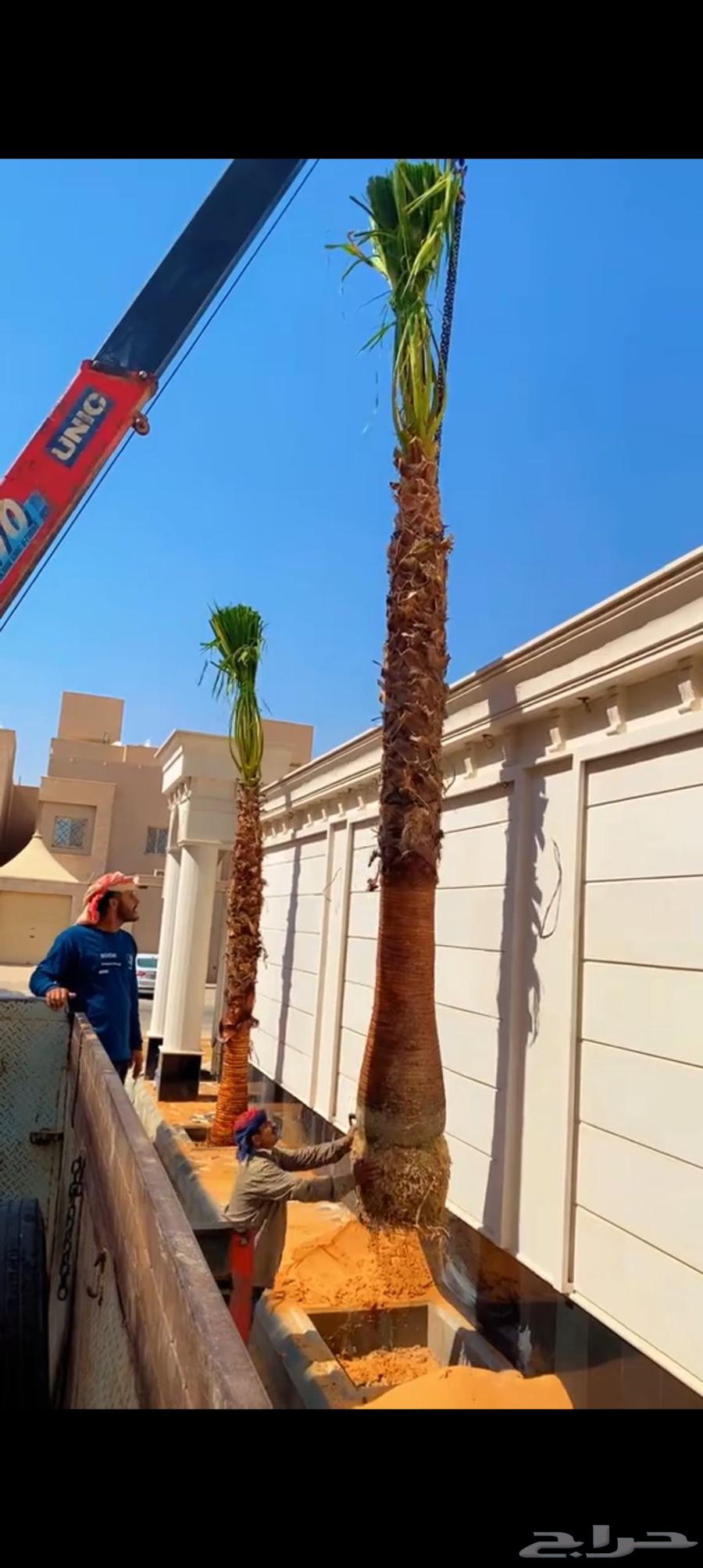 Palm tree maintenance and cleaning, everything needed for maintenance, God willing64423118033155113