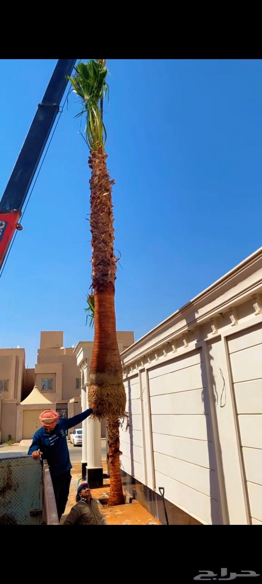 Palm tree maintenance and cleaning, everything needed for maintenance, God willing64423118033155112