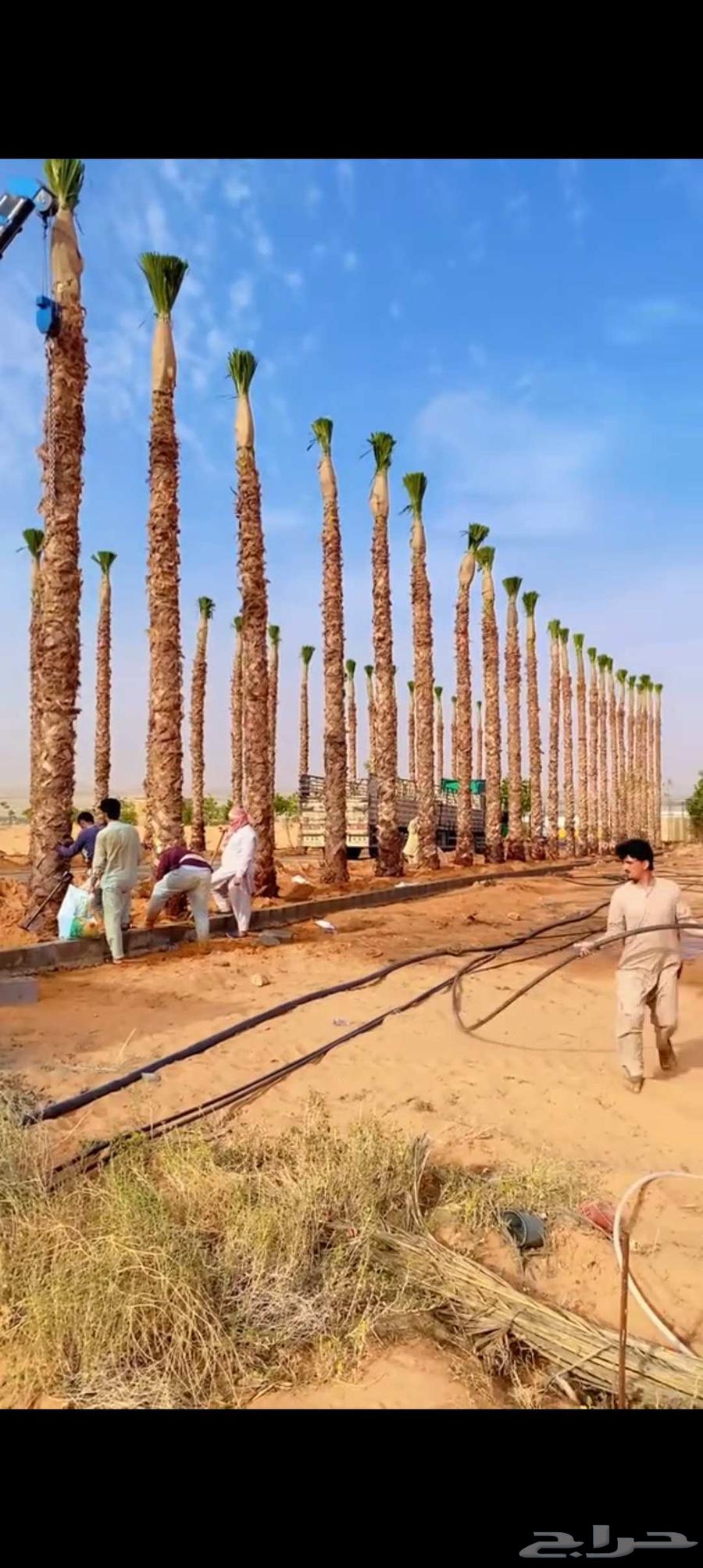 Palm tree maintenance and cleaning, everything needed for maintenance, God willing64423118033155114