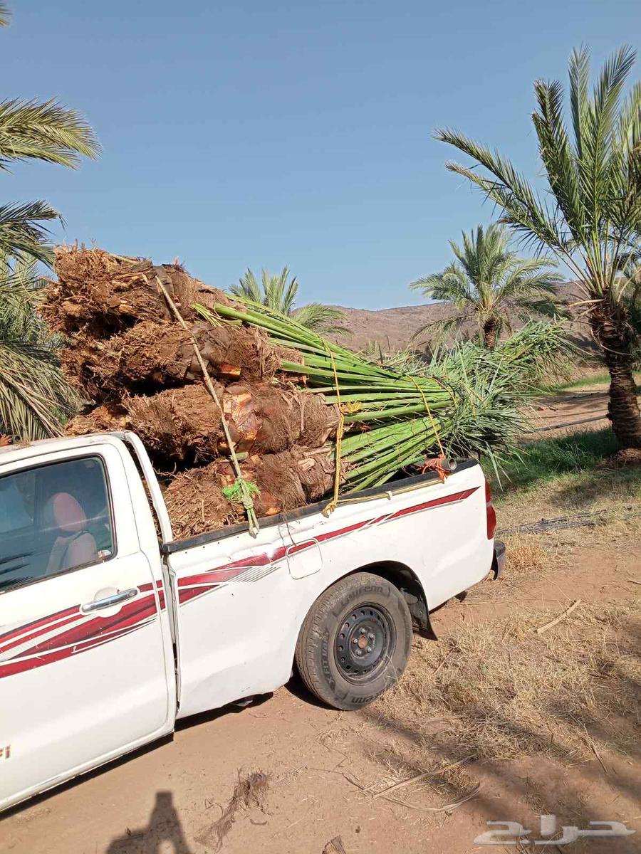 Supply and installation of all types of palm trees, including removal, transplantation, and planting64423322841729113