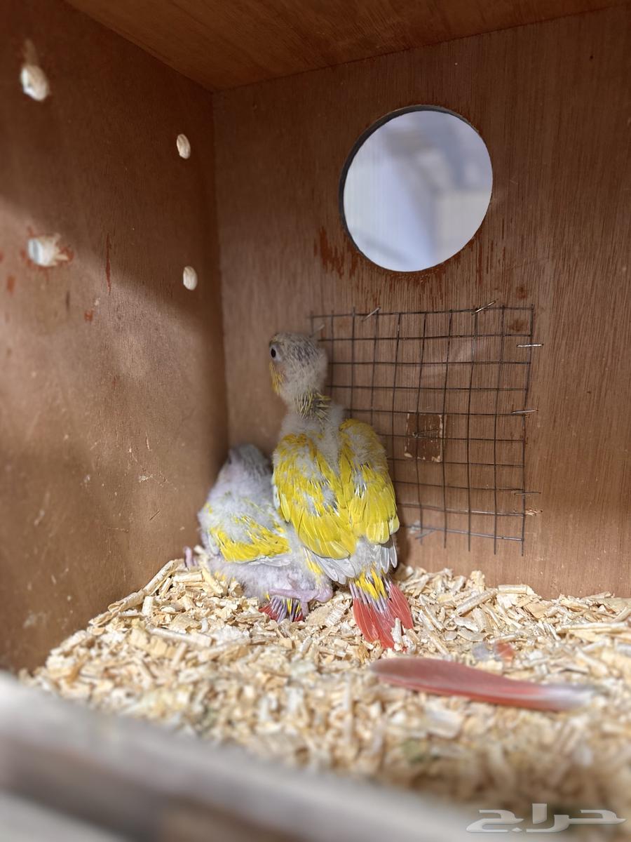 Lori Senior Rose is missing, who can contact me about it64423323276035110