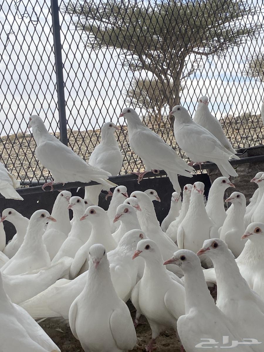 تم البيع الله يبارك لشاري64423149971842112